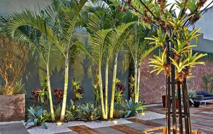 bambu tropical