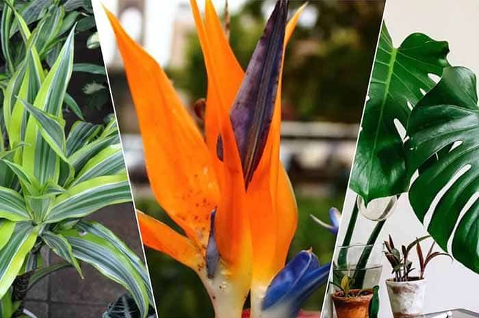 Jardim Tropical
