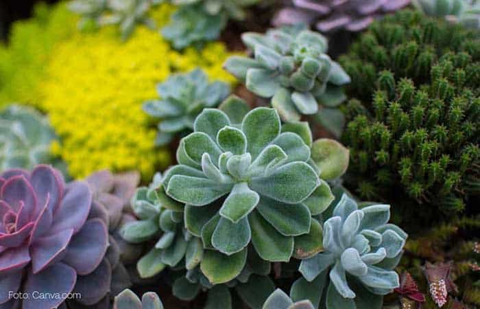 Decoração de jardim Decoração de jardim