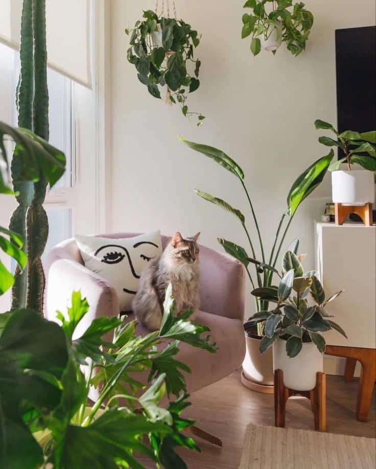 Plantas trazem vida