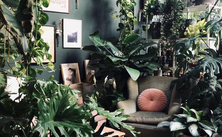 Ideias Criativas para Criar uma Urban Jungle em Casa 2 Ideias Criativas para Criar uma Urban Jungle em Casa