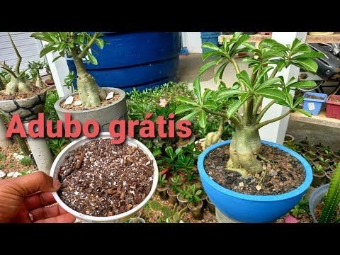3 Opções Excelentes de Adubo para Rosa do Deserto Florir