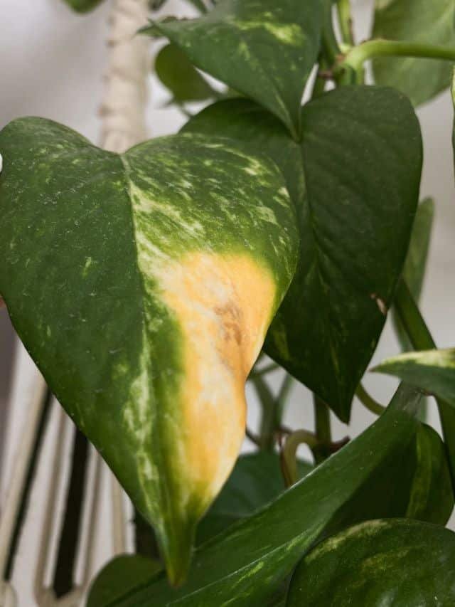 5 Causas Comuns que Levam ao Amarelamento das Folhas da Planta Jiboia