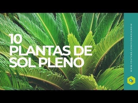 5 Plantas Resistentes ao Sol para Vasos de Fácil Cultivo