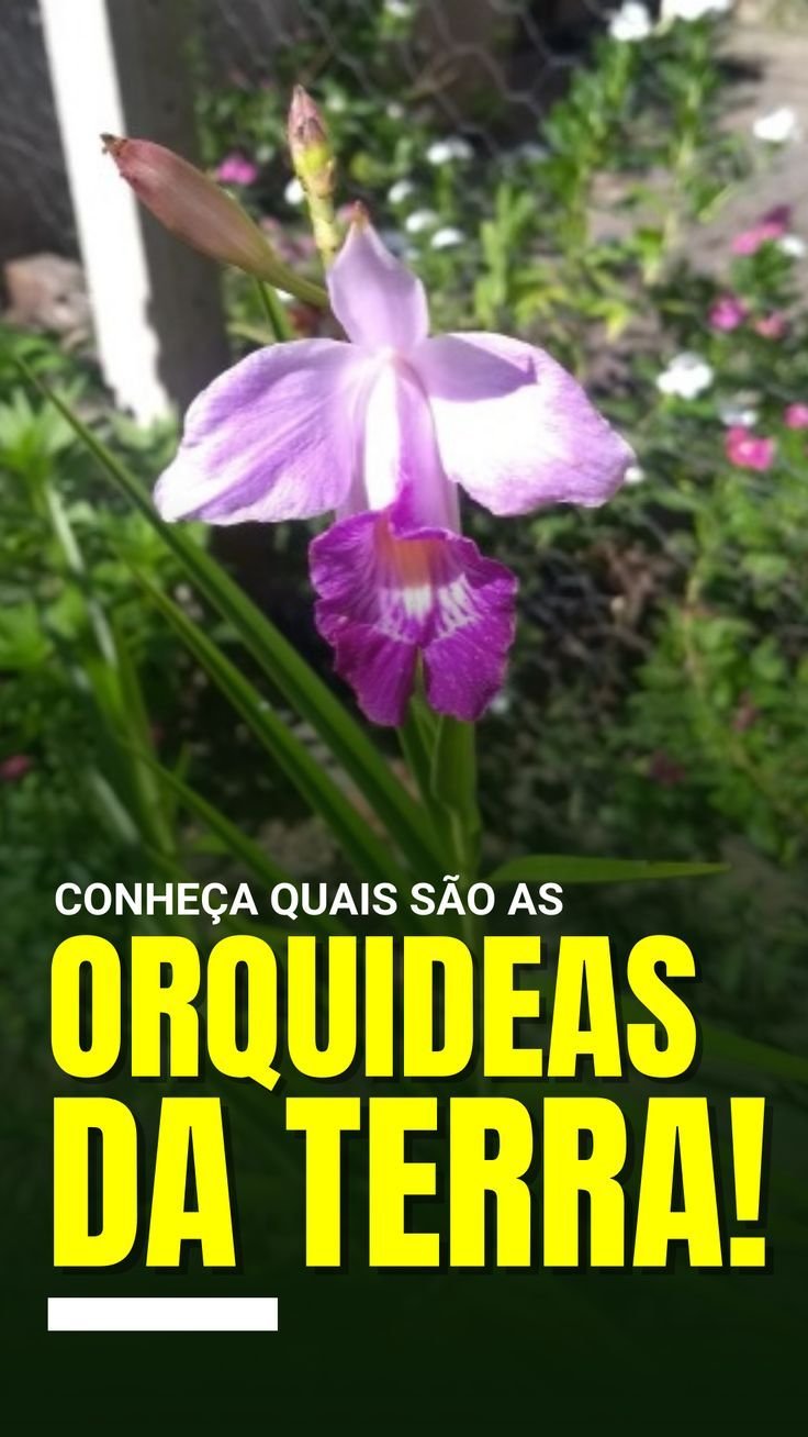 6 Orquídeas Nativas do Brasil que Encantam