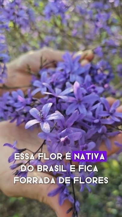 6 Plantas para Jardim que Encantam com suas Belas Flores 2 6 Plantas para Jardim que Encantam com suas Belas Flores