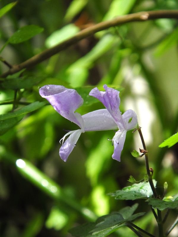 Ametista: Guia Completo de Cultivo da Plectranthus Saccatus 2 Ametista: Guia Completo de Cultivo da Plectranthus Saccatus