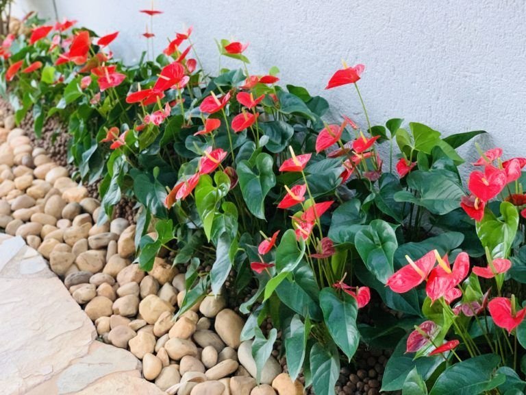 Beijo-pintado : Como Cuidar da Impatiens hawkeri, a Planta que Adiciona Cor e Beleza ao Seu Jardim. 3 Beijo-pintado : Como Cuidar da Impatiens hawkeri, a Planta que Adiciona Cor e Beleza ao Seu Jardim.