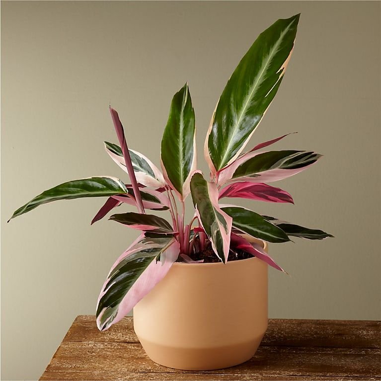 Calathea Rubi: Cores Vibrantes e Folhas Únicas para Iluminar Seus Ambientes Internos 2 Calathea Rubi: Cores Vibrantes e Folhas Únicas para Iluminar Seus Ambientes Internos