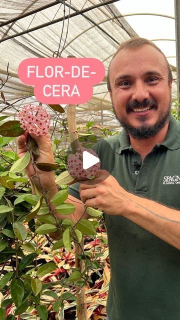 Como Cultivar Flor da Fortuna em Vasos: Cuidados Essenciais 2 Como Cultivar Flor da Fortuna em Vasos: Cuidados Essenciais