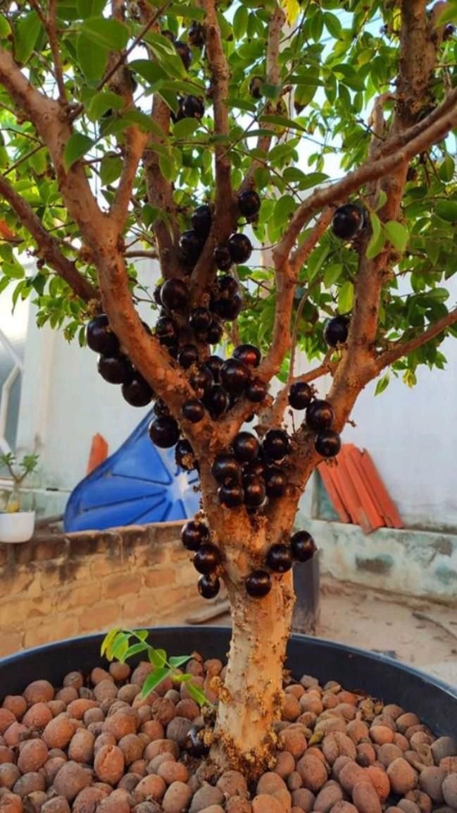 Frutíferas em Espaldeira: Cultivando Sabor e Beleza no Seu Jardim 3 Frutíferas em Espaldeira: Cultivando Sabor e Beleza no Seu Jardim