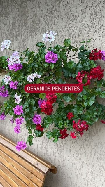 Gerânio Pendente: Cultivo e Cuidados Essenciais para Flores Vibrantes 2 Gerânio Pendente: Cultivo e Cuidados Essenciais para Flores Vibrantes