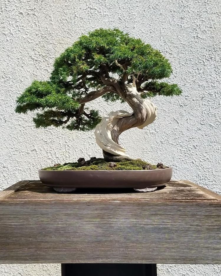 Introdução ao Bonsai: Tudo o Que Você Precisa Saber Sobre Essa Arte Milenar