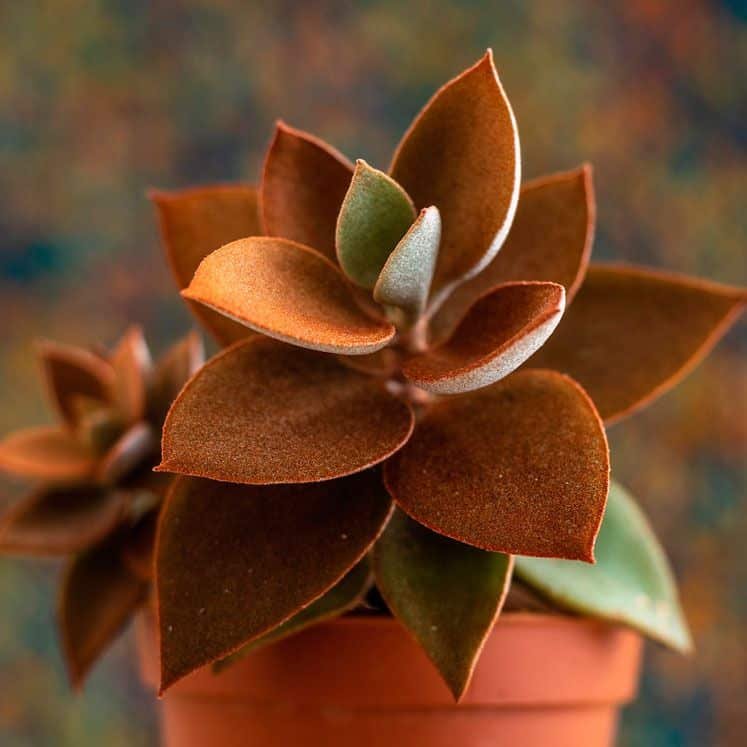 Kalanchoe Orgyalis: Cuidados e Dicas para Cultivar a Suculenta Colher de Cobre 5 Kalanchoe Orgyalis: Cuidados e Dicas para Cultivar a Suculenta Colher de Cobre