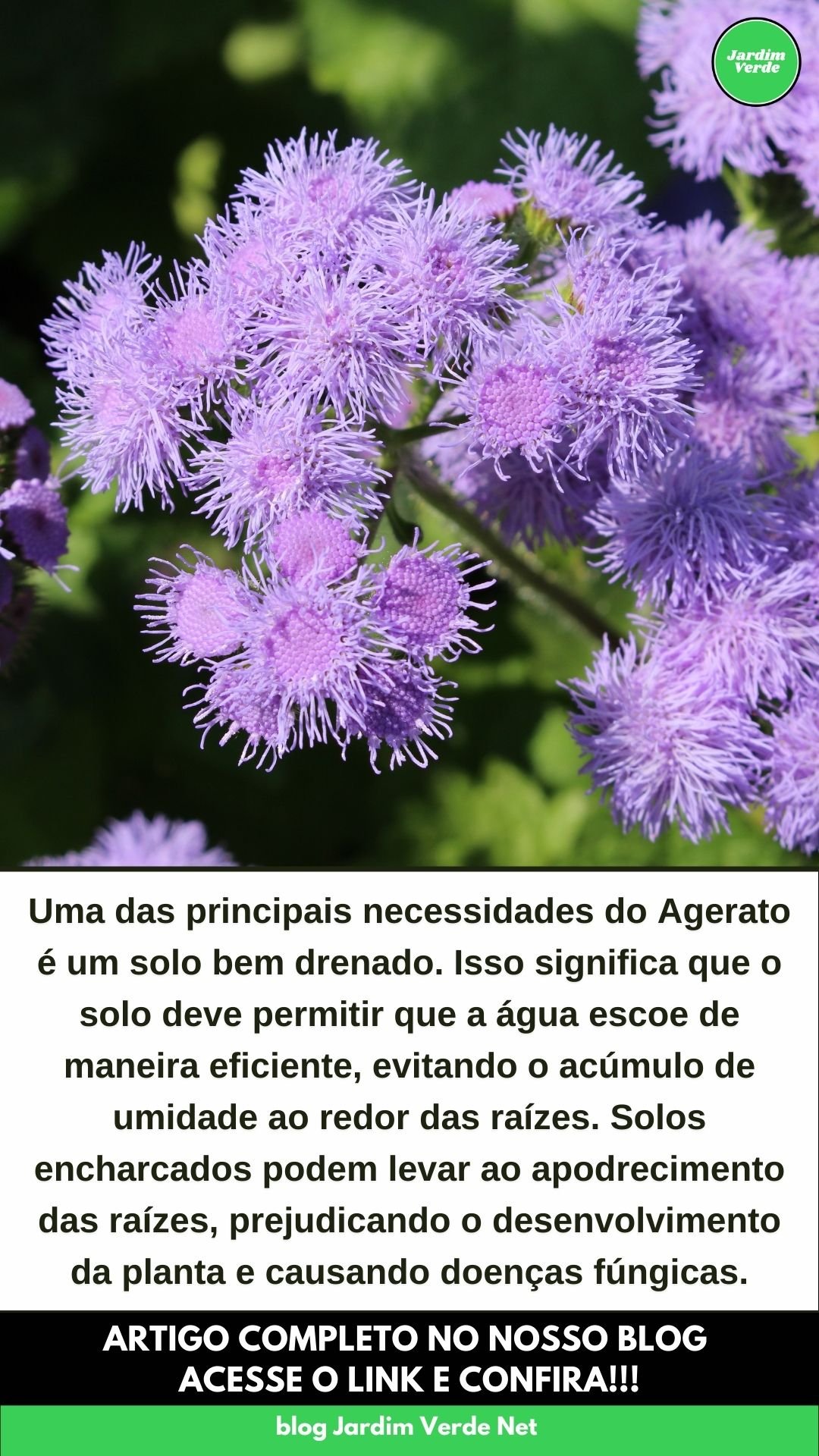 Lírio-Roxo: Cuidados essenciais para o cultivo e a propagação 2 Lírio-Roxo: Cuidados essenciais para o cultivo e a propagação