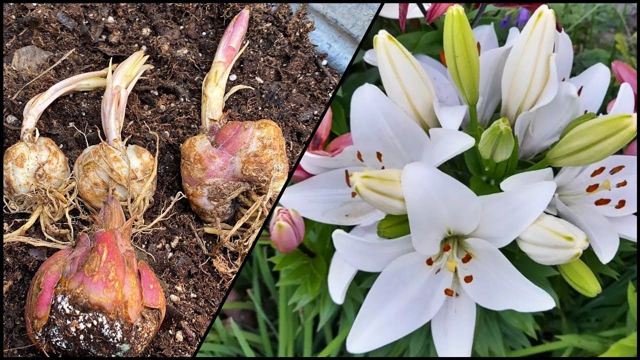Como Cultivar o Lírio-Tigre (Lilium lancifolium): Um Símbolo de Prosperidade e Sorte 3 Como Cultivar o Lírio-Tigre (Lilium lancifolium): Um Símbolo de Prosperidade e Sorte
