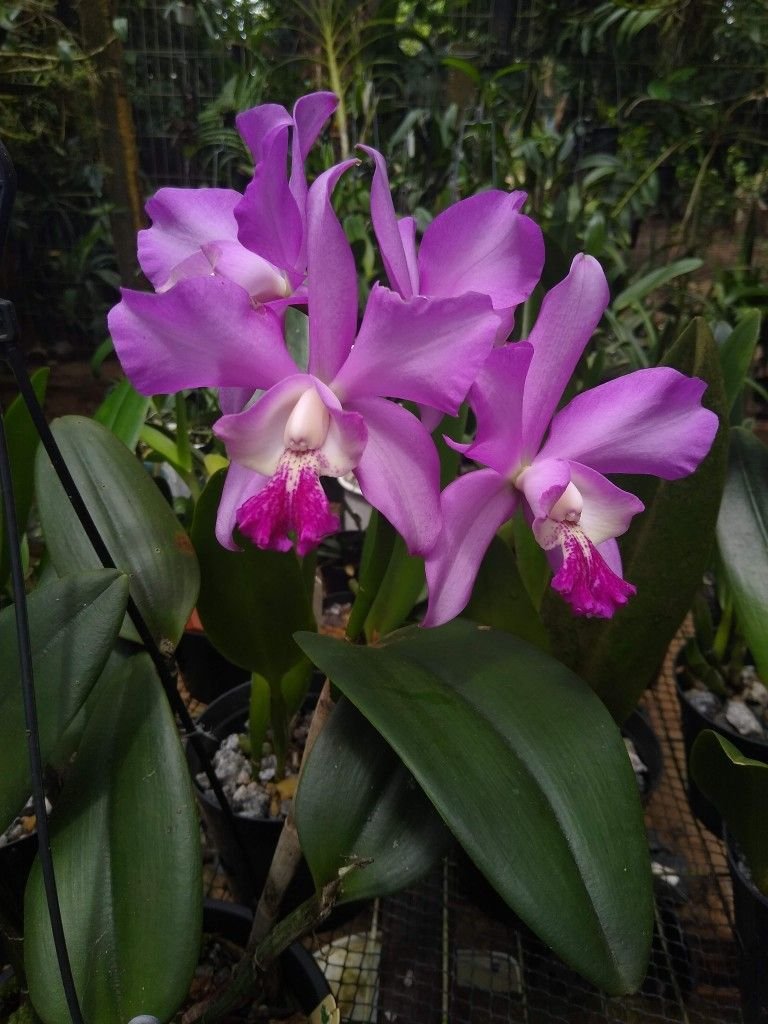 Orquídea Cattleya: Beleza e Perfume em Seu Jardim 2 Orquídea Cattleya: Beleza e Perfume em Seu Jardim