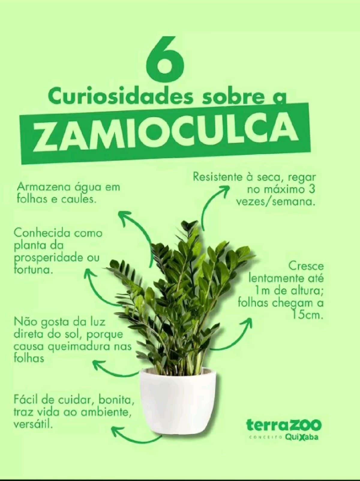 Sintomas Ambientais e Cuidados Inadequados com as Plantas 3 Sintomas Ambientais e Cuidados Inadequados com as Plantas