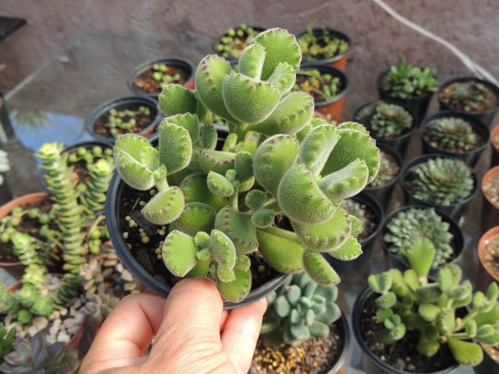 Suculenta Patinha de Urso: Guia Completo de Cultivo e Cuidados 3 Suculenta Patinha de Urso: Guia Completo de Cultivo e Cuidados