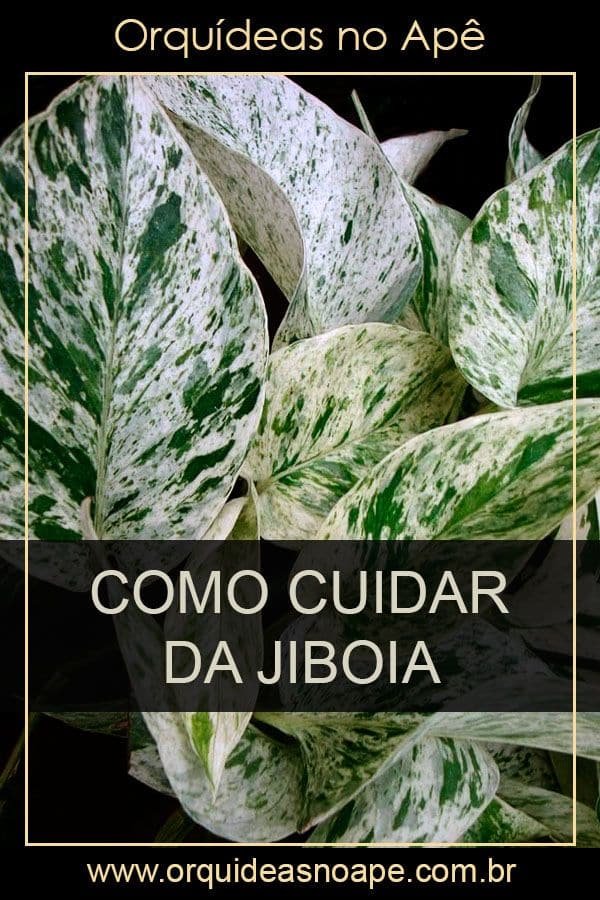 Tipos de Planta Jiboia: Conheça as Variedades e Cuidados Essenciais