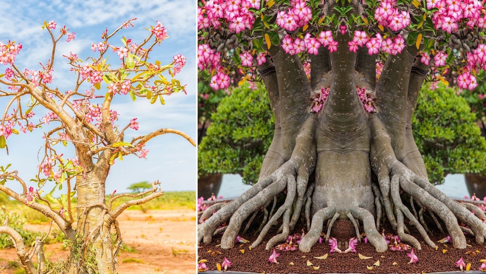 3 Opções Excelentes de Adubo para Rosa do Deserto Florir