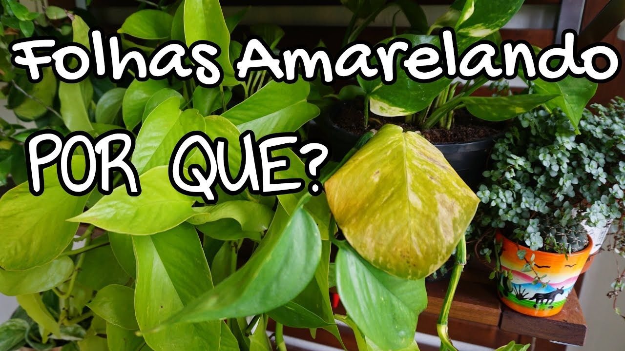 5 Causas Comuns que Levam ao Amarelamento das Folhas da Planta Jiboia