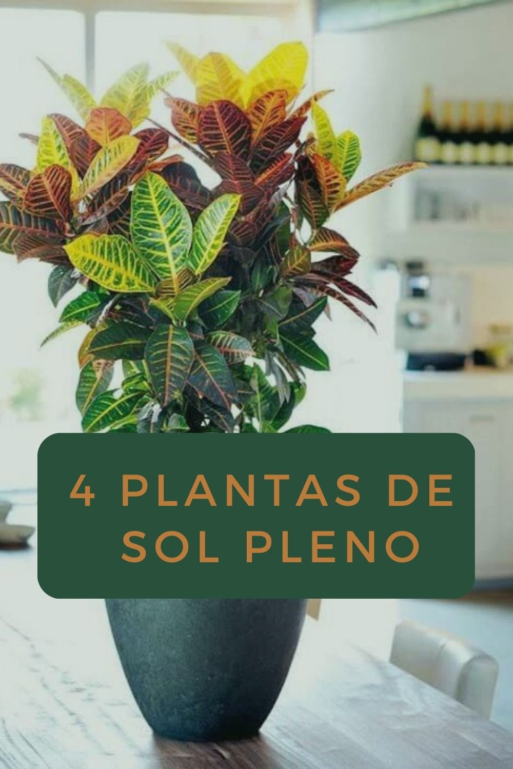 5 Plantas Resistentes ao Sol para Vasos de Fácil Cultivo