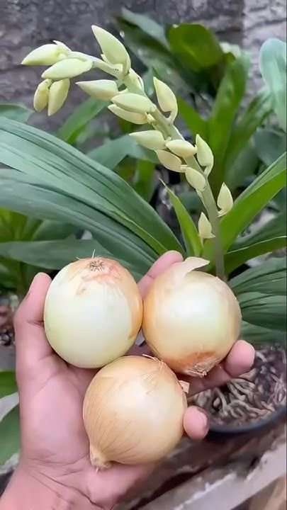 6 Orquídeas Nativas do Brasil que Encantam