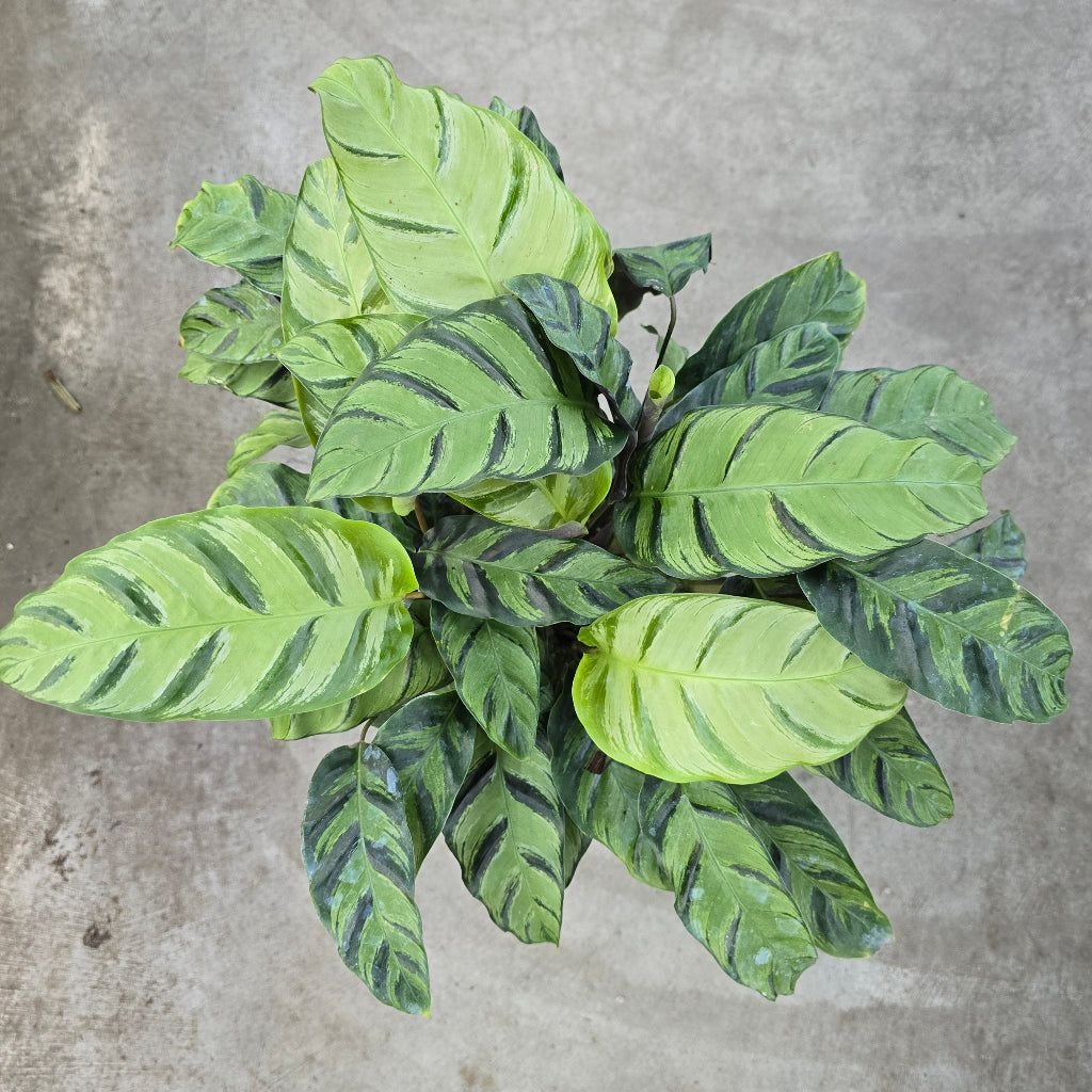 Calathea Rubi: Cores Vibrantes e Folhas Únicas para Iluminar Seus Ambientes Internos 3 Calathea Rubi: Cores Vibrantes e Folhas Únicas para Iluminar Seus Ambientes Internos