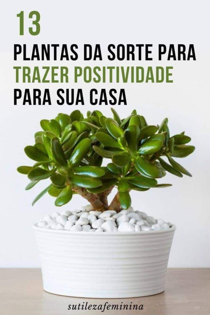 Como Cultivar Flor da Fortuna em Vasos: Cuidados Essenciais 3 Como Cultivar Flor da Fortuna em Vasos: Cuidados Essenciais