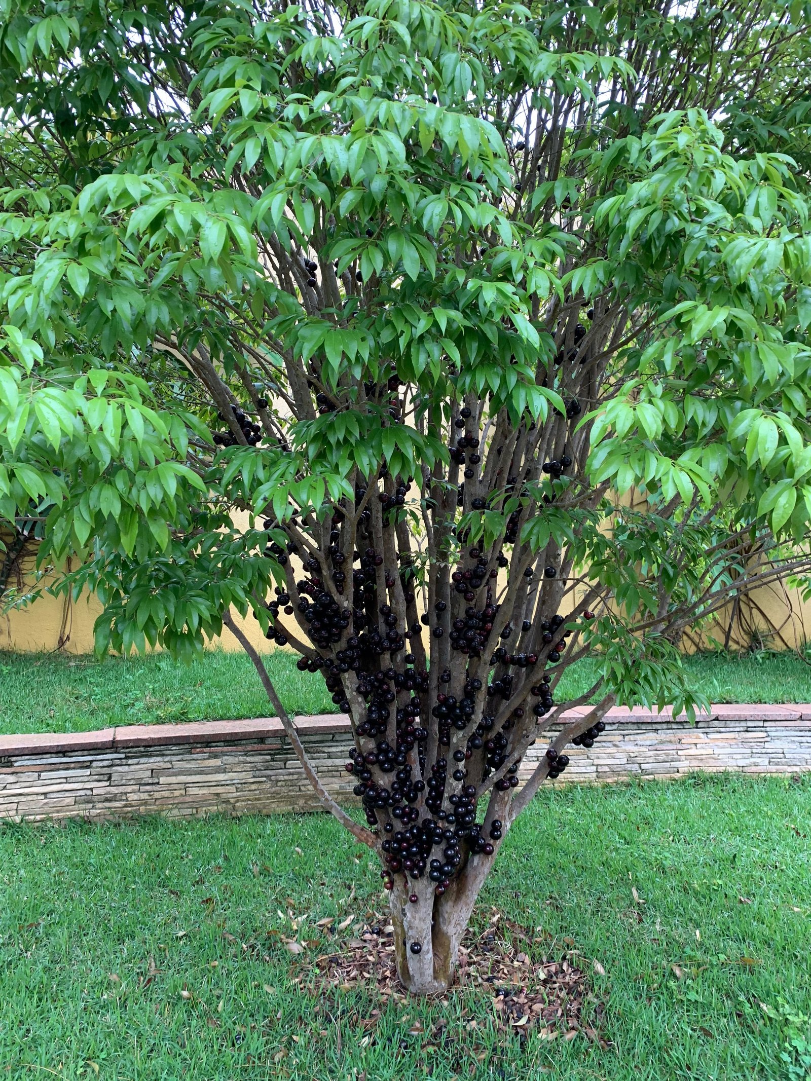 Frutíferas em Espaldeira: Cultivando Sabor e Beleza no Seu Jardim 4 Frutíferas em Espaldeira: Cultivando Sabor e Beleza no Seu Jardim