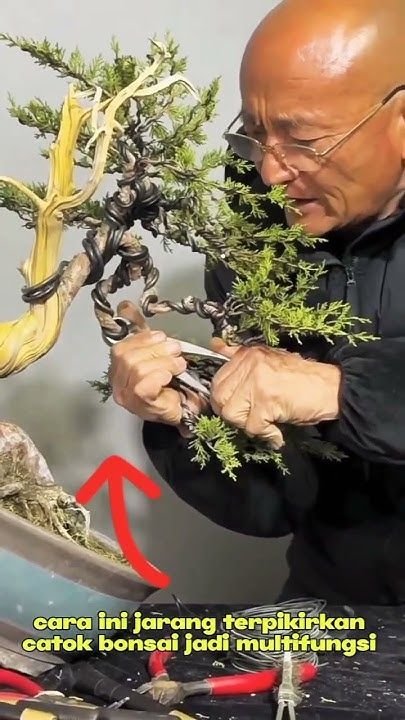 Introdução ao Bonsai: Tudo o Que Você Precisa Saber Sobre Essa Arte Milenar