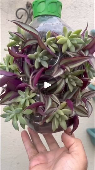 Lírio-Roxo: Cuidados essenciais para o cultivo e a propagação 4 Lírio-Roxo: Cuidados essenciais para o cultivo e a propagação