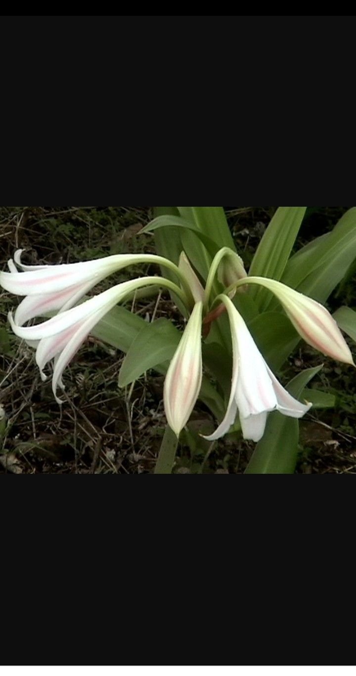 Como Cultivar o Lírio-Tigre (Lilium lancifolium): Um Símbolo de Prosperidade e Sorte 4 Como Cultivar o Lírio-Tigre (Lilium lancifolium): Um Símbolo de Prosperidade e Sorte