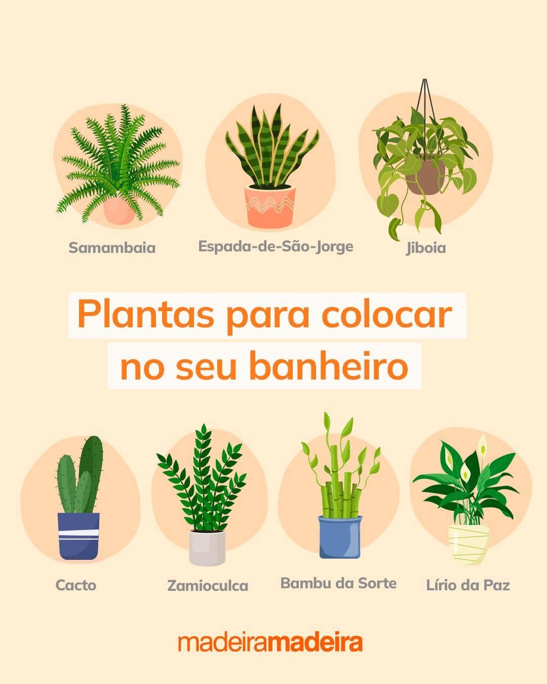 Sintomas Ambientais e Cuidados Inadequados com as Plantas 4 Sintomas Ambientais e Cuidados Inadequados com as Plantas