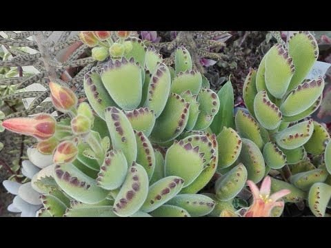 Suculenta Patinha de Urso: Guia Completo de Cultivo e Cuidados 4 Suculenta Patinha de Urso: Guia Completo de Cultivo e Cuidados