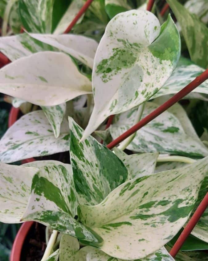 Tipos de Planta Jiboia: Conheça as Variedades e Cuidados Essenciais