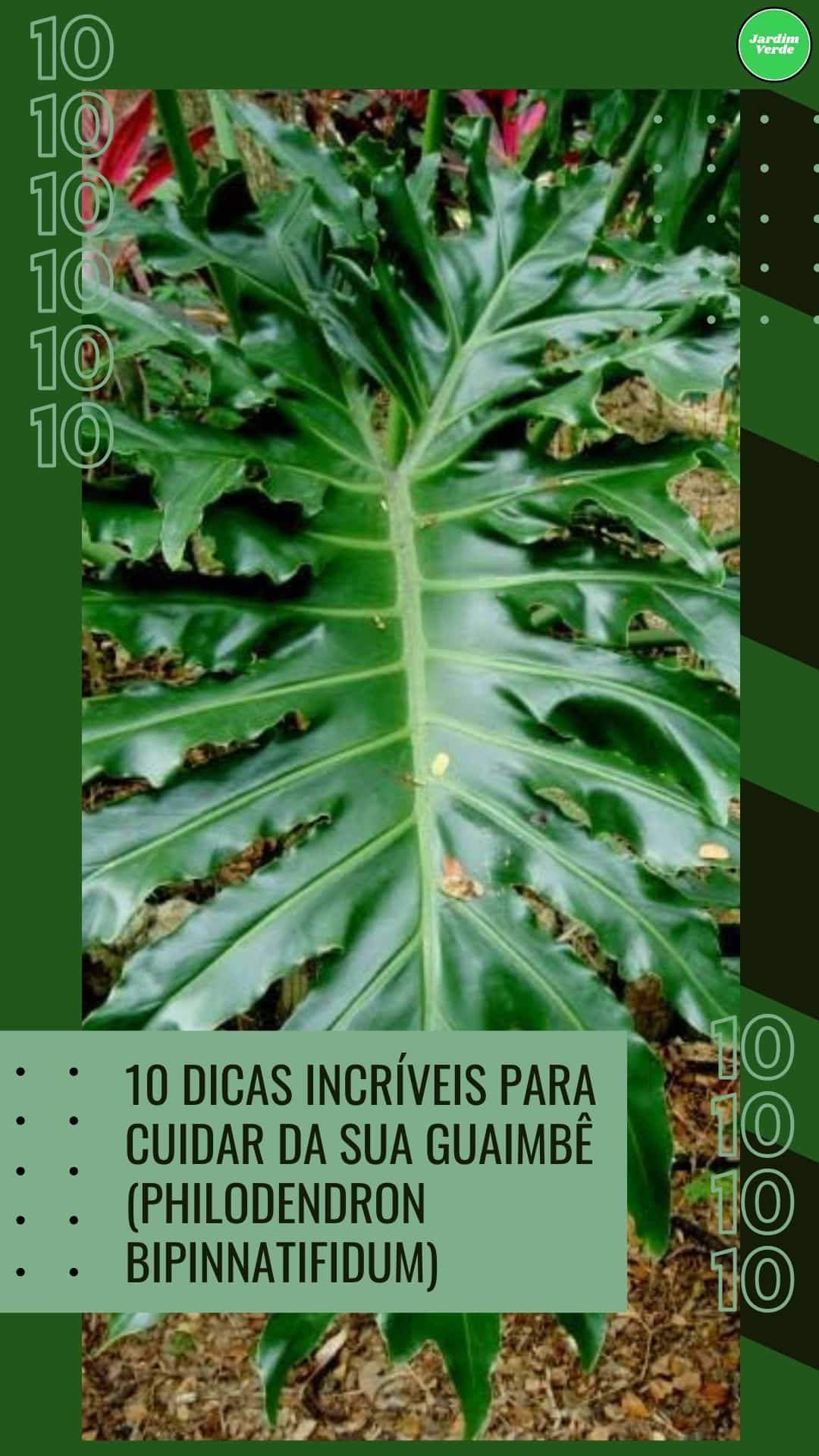 5 Causas Comuns que Levam ao Amarelamento das Folhas da Planta Jiboia