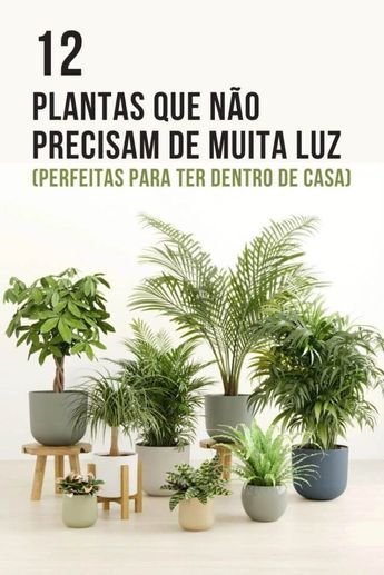 5 Plantas Grandes para Sala que Destacam o Ambiente e São Fáceis de Cuidar 5 5 Plantas Grandes para Sala que Destacam o Ambiente e São Fáceis de Cuidar