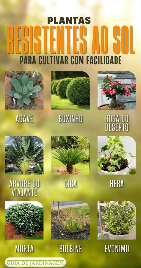 5 Plantas Resistentes ao Sol para Vasos de Fácil Cultivo