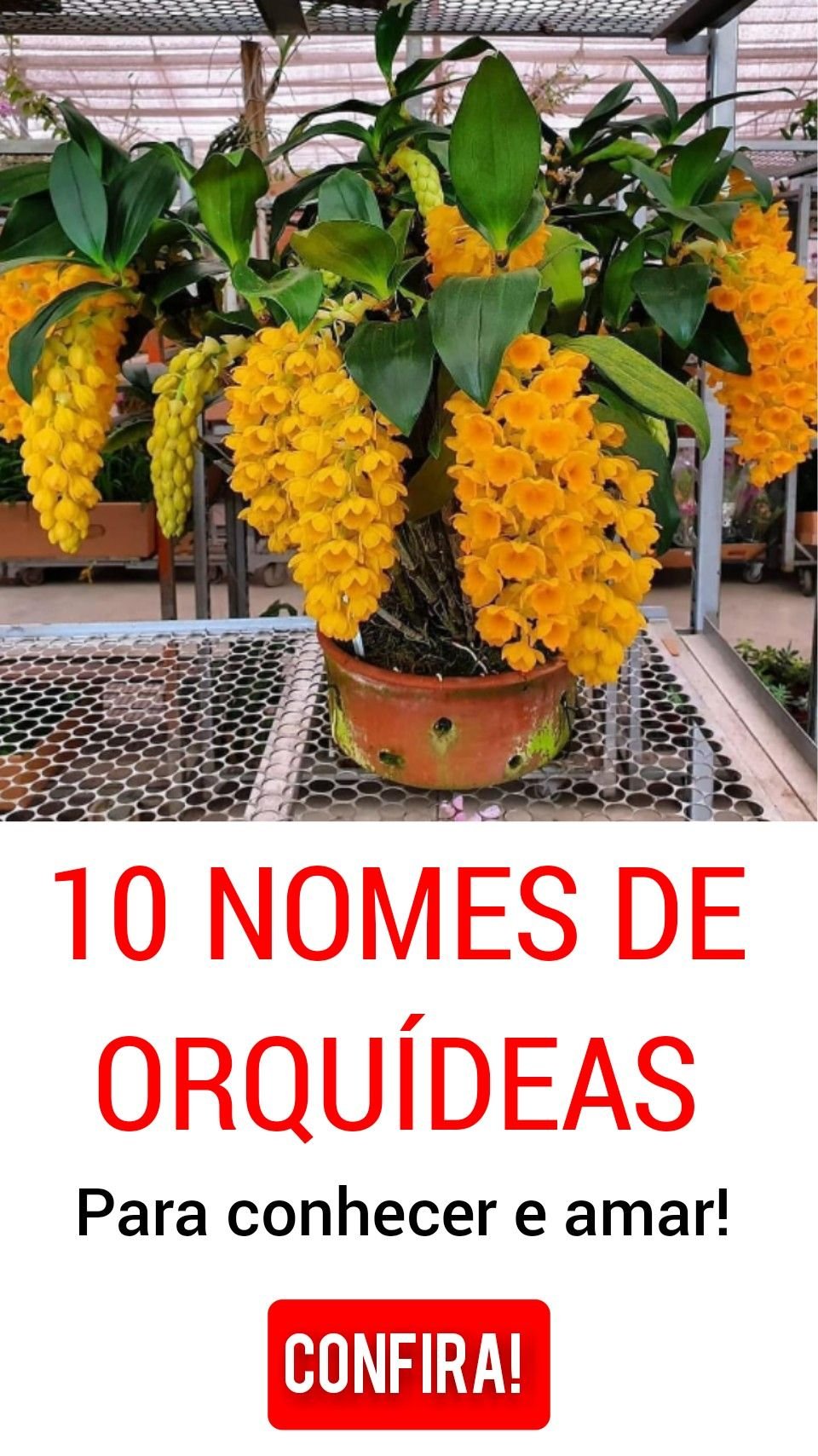 6 Orquídeas Nativas do Brasil que Encantam