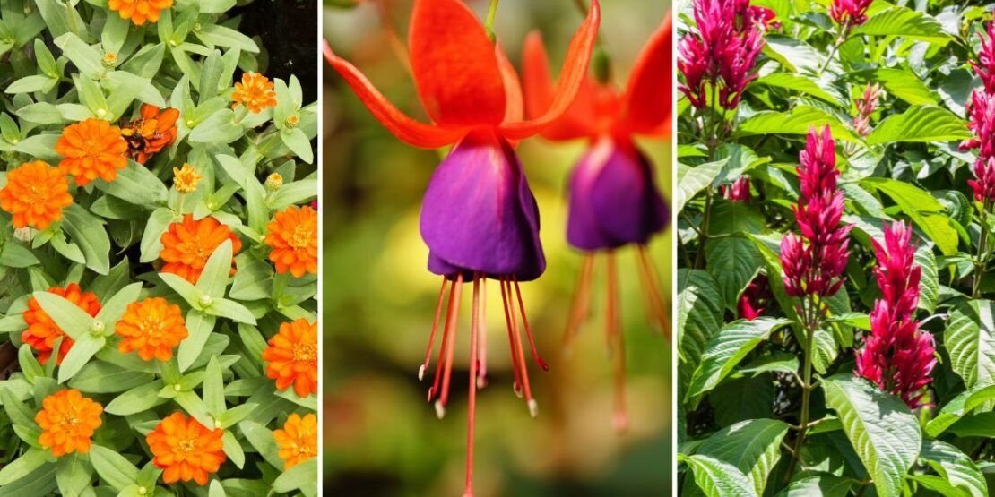 Beijo-pintado : Como Cuidar da Impatiens hawkeri, a Planta que Adiciona Cor e Beleza ao Seu Jardim. 5 Beijo-pintado : Como Cuidar da Impatiens hawkeri, a Planta que Adiciona Cor e Beleza ao Seu Jardim.