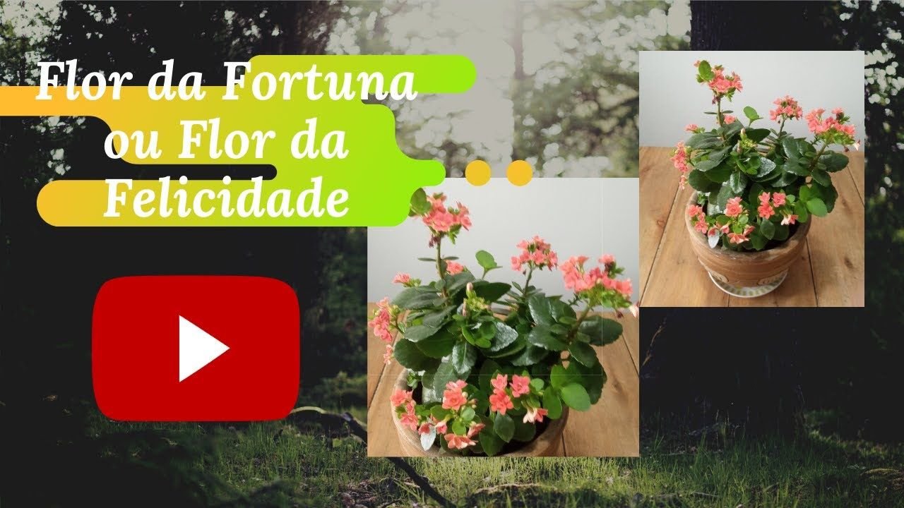 Como Cultivar Flor da Fortuna em Vasos: Cuidados Essenciais 4 Como Cultivar Flor da Fortuna em Vasos: Cuidados Essenciais