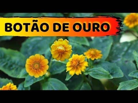 Botão de Ouro: A Flor que Atrai Riqueza e Prosperidade 4 Botão de Ouro: A Flor que Atrai Riqueza e Prosperidade