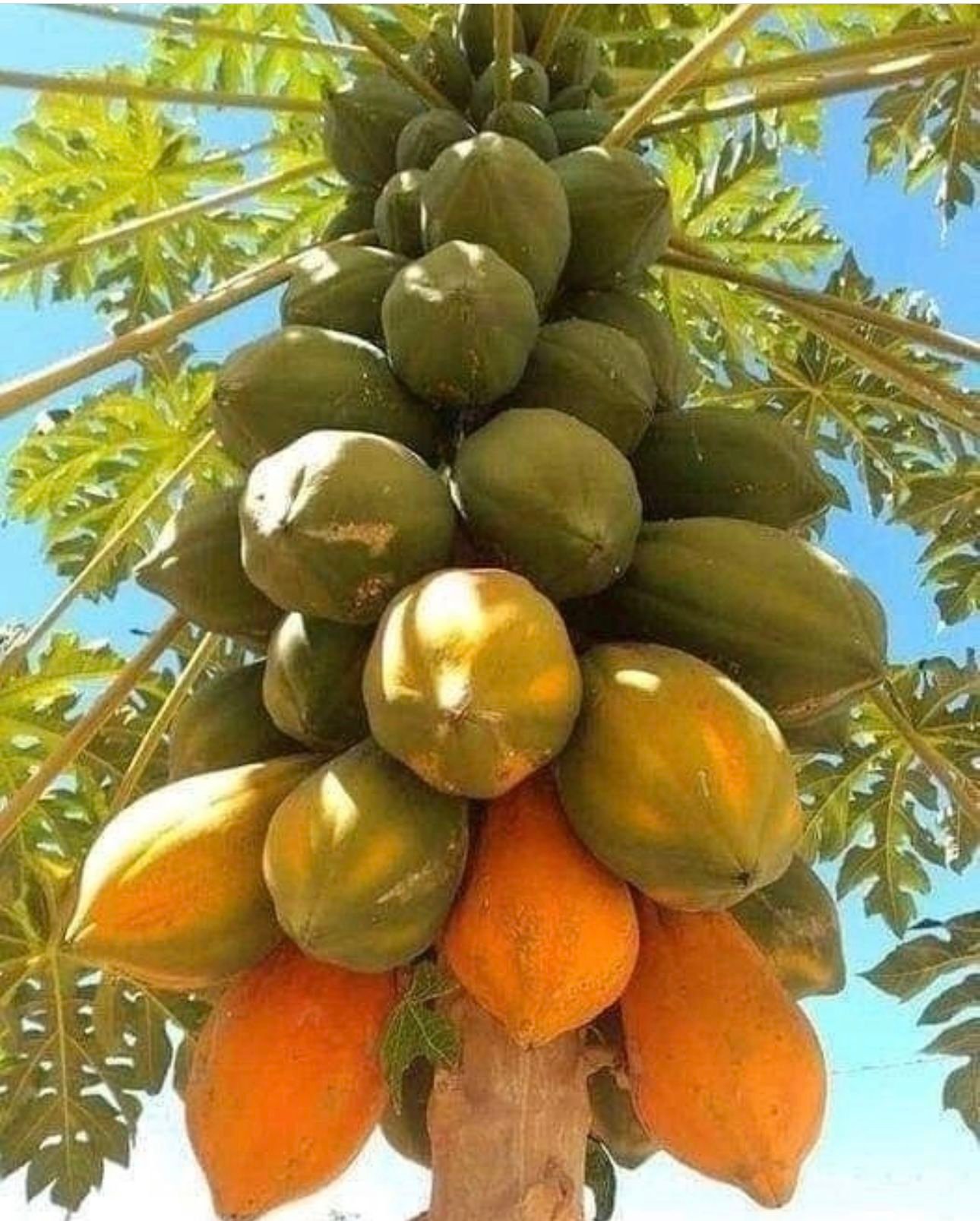 Frutíferas em Espaldeira: Cultivando Sabor e Beleza no Seu Jardim 5 Frutíferas em Espaldeira: Cultivando Sabor e Beleza no Seu Jardim
