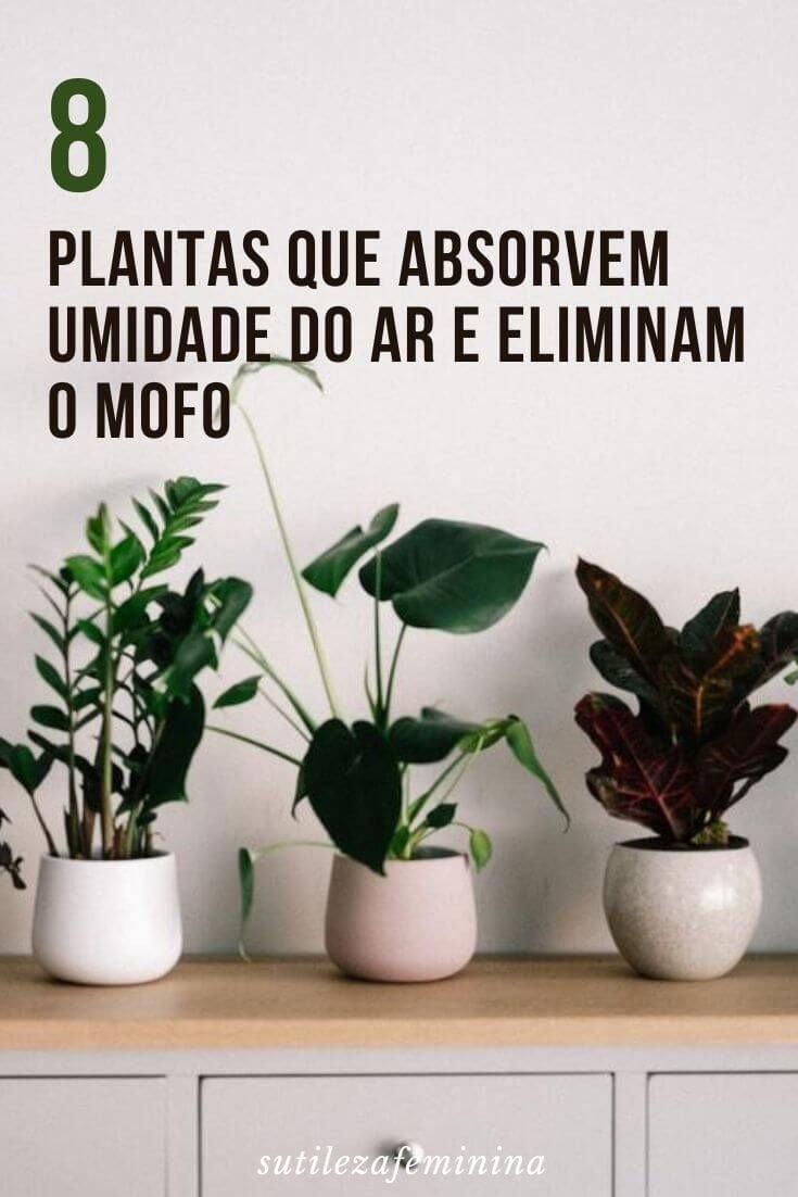 Plantas Ideais para Quem Tem Pouco Tempo