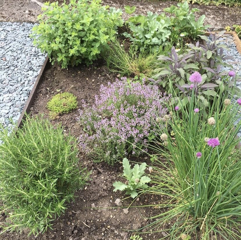 Lírio-Roxo: Cuidados essenciais para o cultivo e a propagação 5 Lírio-Roxo: Cuidados essenciais para o cultivo e a propagação