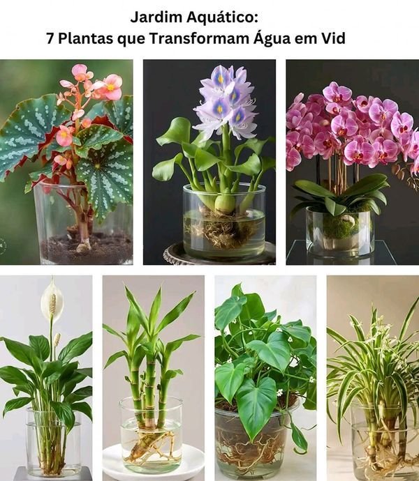 Sintomas Ambientais e Cuidados Inadequados com as Plantas 5 Sintomas Ambientais e Cuidados Inadequados com as Plantas