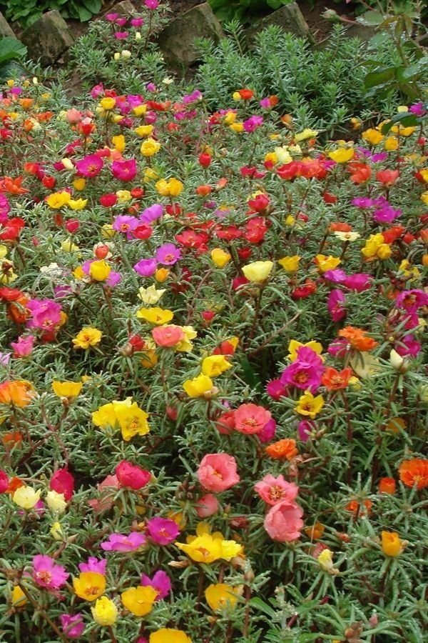 Beijo-pintado : Como Cuidar da Impatiens hawkeri, a Planta que Adiciona Cor e Beleza ao Seu Jardim. 7 Beijo-pintado : Como Cuidar da Impatiens hawkeri, a Planta que Adiciona Cor e Beleza ao Seu Jardim.