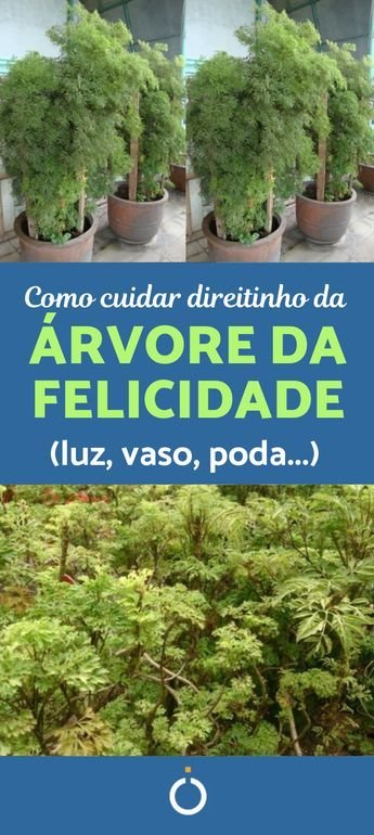 Como Cultivar Flor da Fortuna em Vasos: Cuidados Essenciais 5 Como Cultivar Flor da Fortuna em Vasos: Cuidados Essenciais